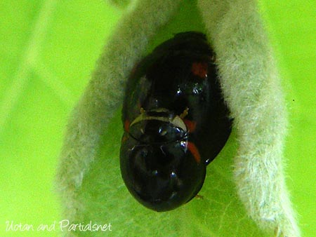 ダンダラテントウ