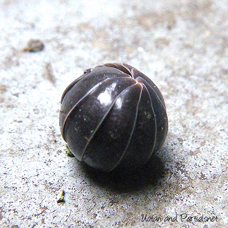 オカダンゴムシ