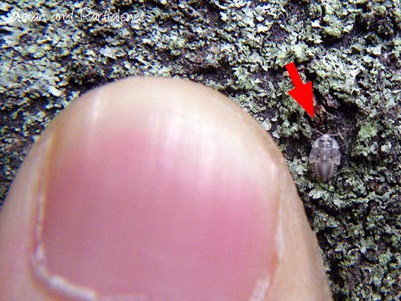 ダルマカメムシ幼虫