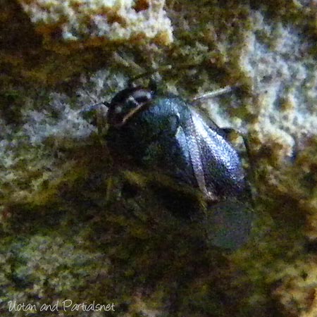 ダルマカメムシ