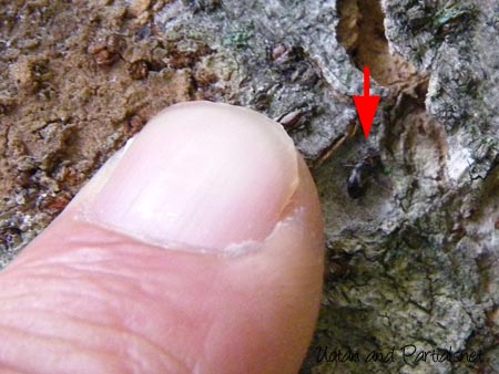 ダルマカメムシ