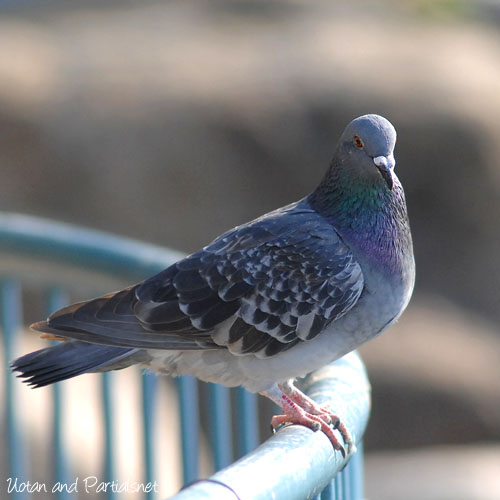 カワラバト、ドバト