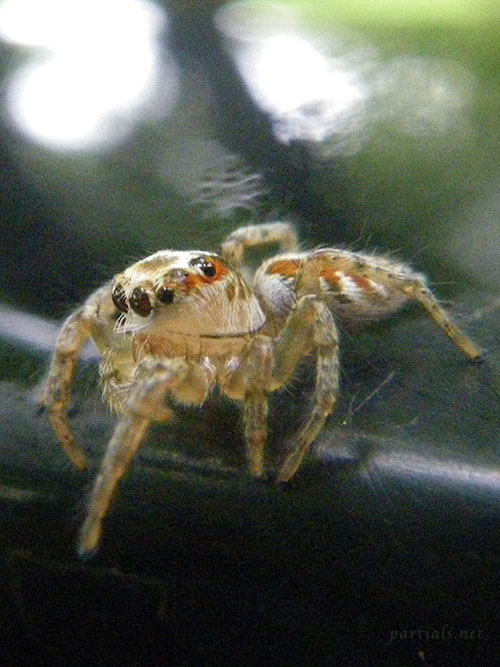 デーニッツハエトリ