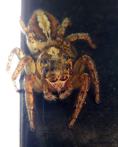 デーニッツハエトリ