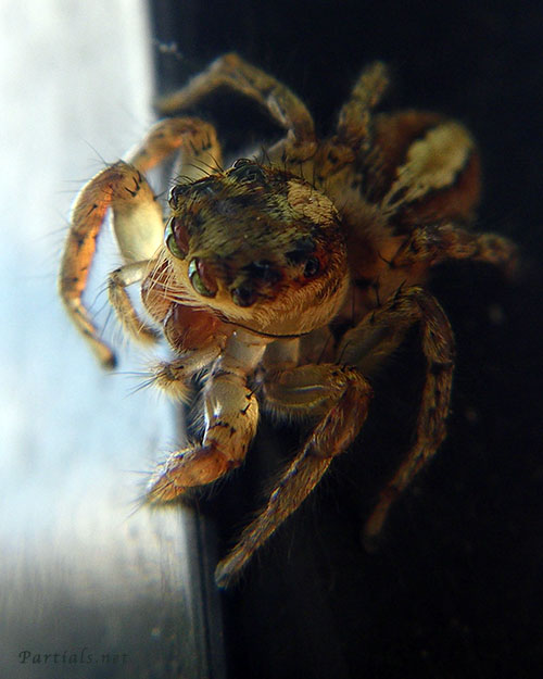 デー　ニッツハエトリ