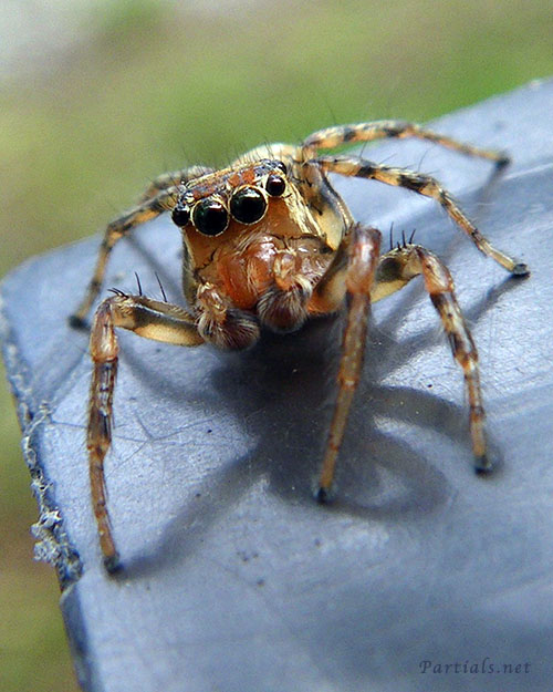 デー　ニッツハエトリ