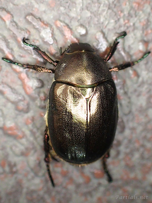 ドウガネブイブイ