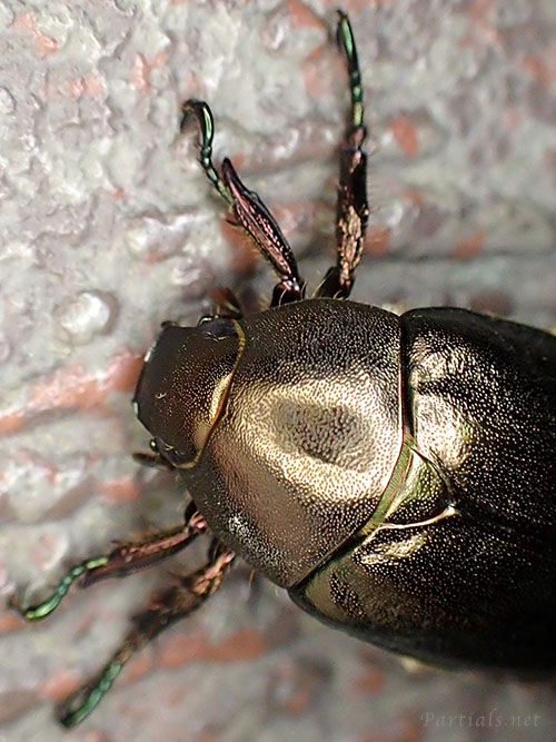 ドウガネブイブイ