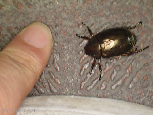 ドウガネブイブイ