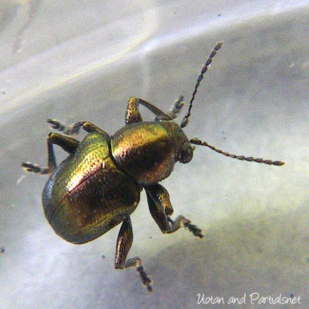 ドウガネサルハムシ