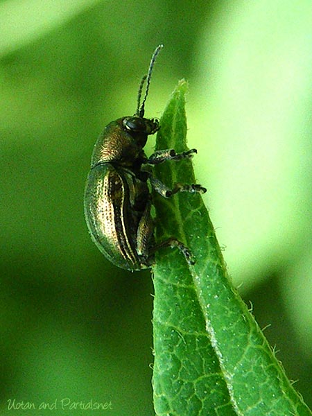 ドウガネサルハムシ