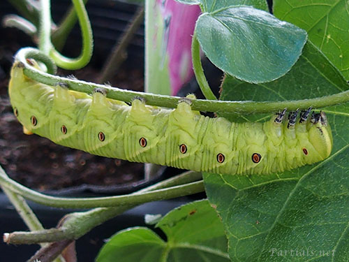 エビガラスズメ　幼虫