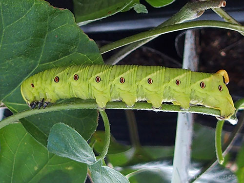  エビガラスズメ幼虫