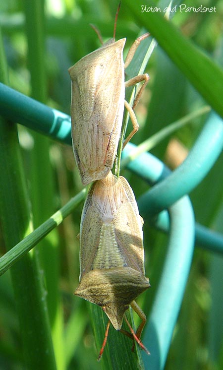 エビイロカメムシ