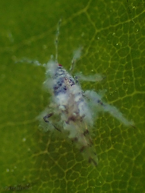 エノキワタアブラムシ