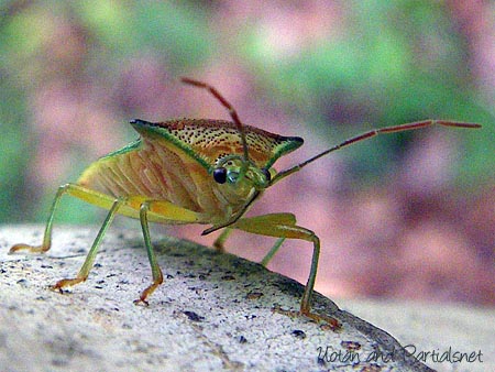 エサキモンキツノカメムシ