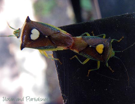 エサキモンキツノカメムシ