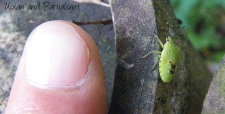 エサキモンキツノカメムシの終齢幼虫？