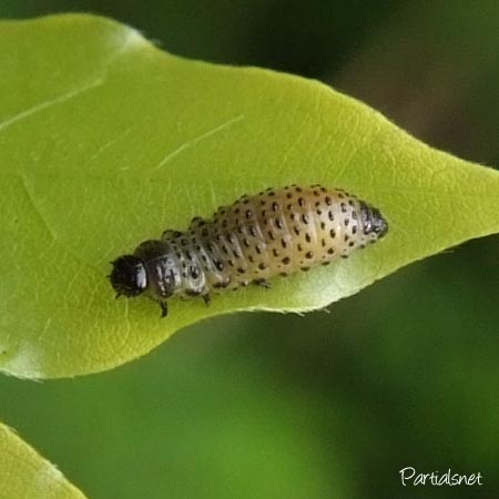 フジハムシ幼虫