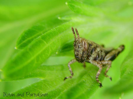 フキバッタの幼虫