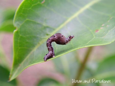 マエキオエダシャクの幼虫