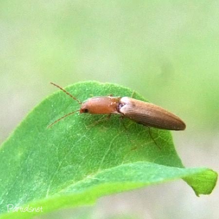 キバネホソコメツキ