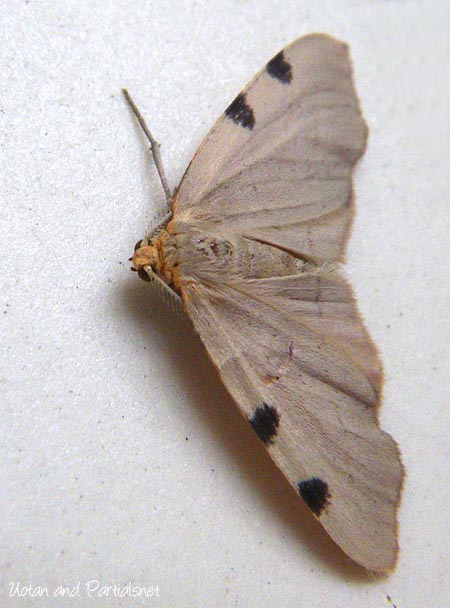 フタマエホシエダシャク