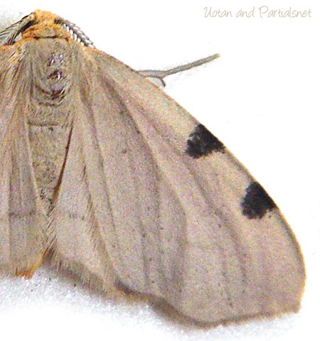 フタマエホシエダシャク