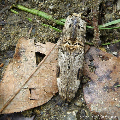 オオフタモンウバタマコメツキ