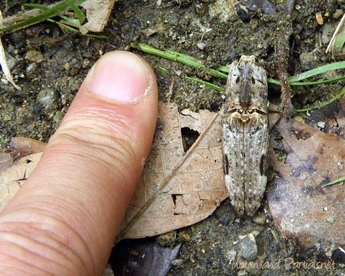 オオフタモンウバタマコメツキ