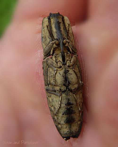 オオフタモンウバタマコメツキ