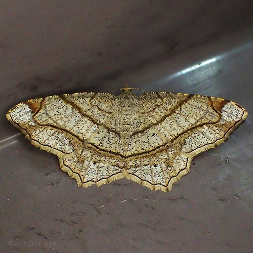 フタテンオエダシャク