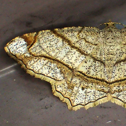 フタテンオエダシャク