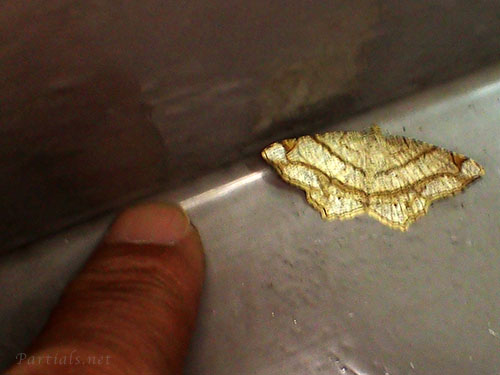 フタテンオエダシャク