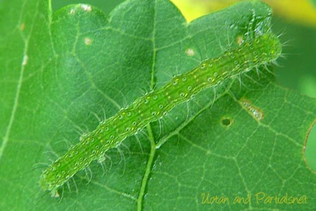 フタトガリコヤガの幼虫
