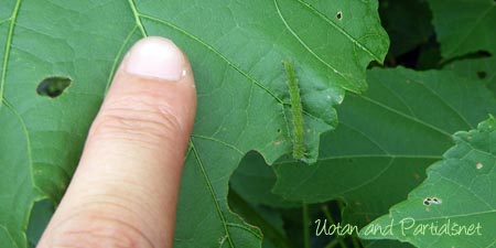フタトガリコヤガの幼虫