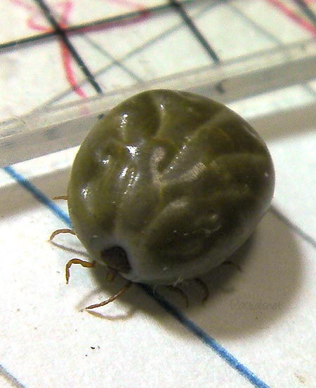 フタトゲチマダニ