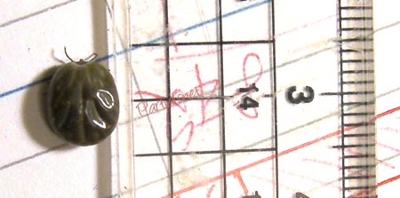 フタトゲチマダニ