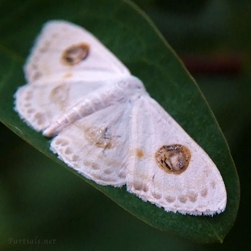 フタツメオオシロヒメシャク