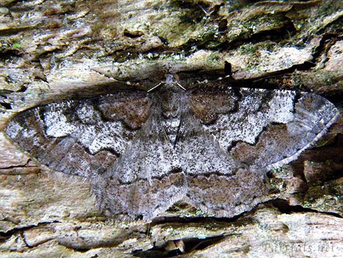 フタヤマエダシャク