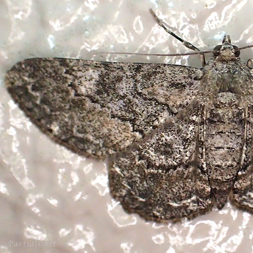 フトスジエダシャク