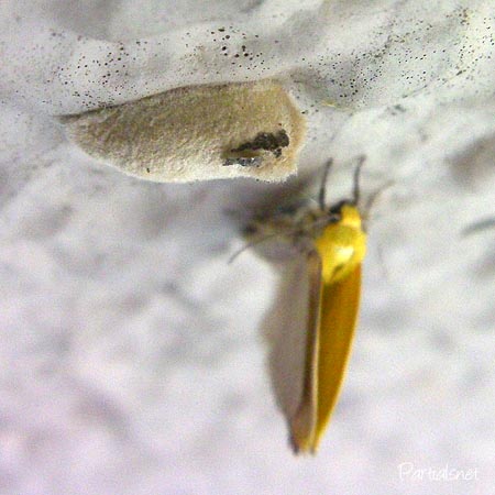 ベニモンアオリンガの羽化