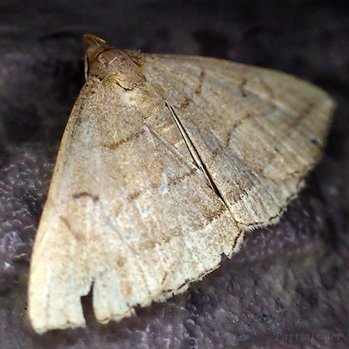 アツバの一種 class=