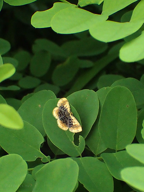 ウチムラサキヒメエダシャク