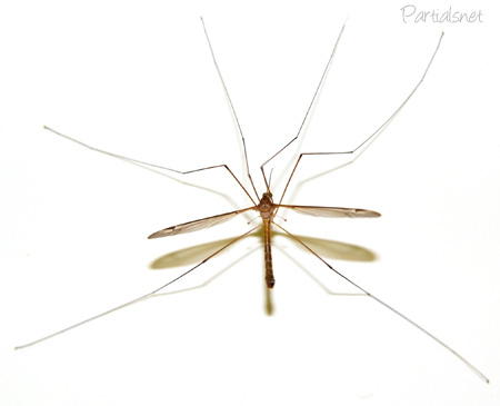 Tipula sp.