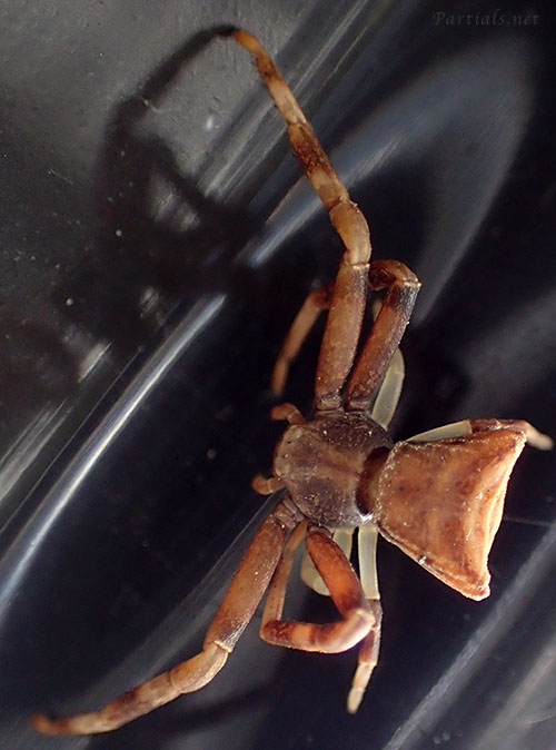 ガザミグモ　♀