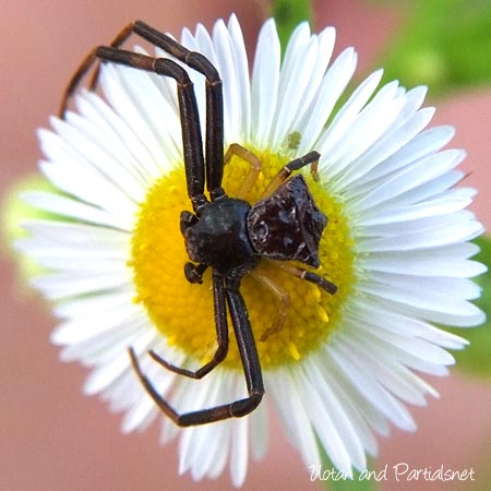 ガザミグモ　雄