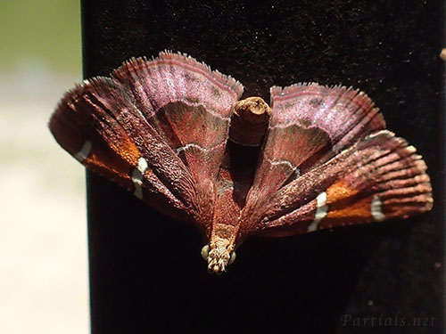 ギンモンシマメイガ