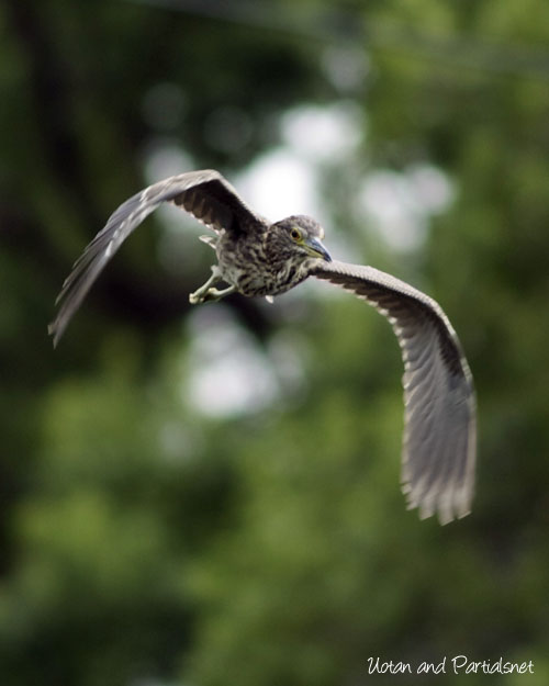 ゴイサギの幼鳥