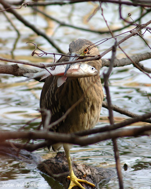 ゴイサギの幼鳥